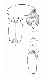 Figs. 55, 56, 57. Clubiona
canadensis.&mdash;55, head of female, showing
the swelled mandibles. 56, head and
mandibles of male. 57, palpus of male.