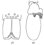 Figs. 58, 59. Clubiona rubra.&mdash;58,
front of head and mandibles of male. 59, palpus of male.
