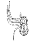 Fig. 98.Xysticus quadrilineatus,
enlarged four times.
