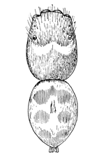 Fig. 129. Habrocestum splendens.&mdash; male
enlarged eight times.