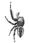 Fig. 134. Phidippus
multiformis.&mdash;Male enlarged six times.