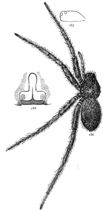 Figs. 186, 187, 188. Pardosa
lapidicina.&mdash;186, female enlarged
four times. 187,
side of cephalothorax.
188, epigynum.