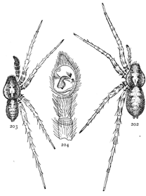 Figs. 202, 203, 204.
Pardosa nigropalpis.&mdash;202,
female. 203,
male. Both enlarged
four times.
204, end of palpus
of male.