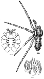 Figs. 210, 211, 212. Dolomedes
sexpunctatus.&mdash;210,
female enlarged twice. 211, under side
of cephalothorax. 212,
one of the feet, showing
three claws.