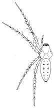 Fig. 220. Oxyopes
viridans.&mdash;Young
female enlarged
four times.