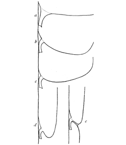 Fig. 239. Sections of webs of
Tegenaria and Agalena.