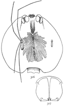 Figs. 306, 307.
Pholcus
phalangioides.
&mdash;306,
female and male natural
size, and cephalothorax
of female much
enlarged. 307, mandibles
of male.