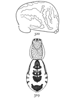 Figs. 319, 320. Linyphia
marginata.&mdash;319, female
enlarged eight times,
showing markings of the
back. 320, side of abdomen.
