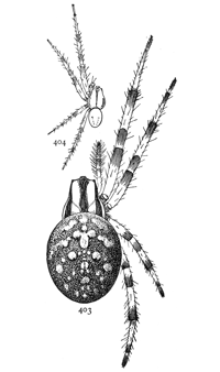 Figs. 403, 404. Epeira trifolium,
enlarged twice.&mdash;403, female.
404, male.