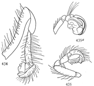 Figs. 434, 435, 435a. Male palpi of Zilla.&mdash;434, Zilla
atrica. 435, Zilla x-notata. 435a, Zilla montana.