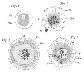 Formation of a Gastrula