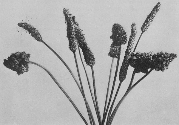 Fig. 2.&mdash;Malformed Heads of Plantago Lanceolata.