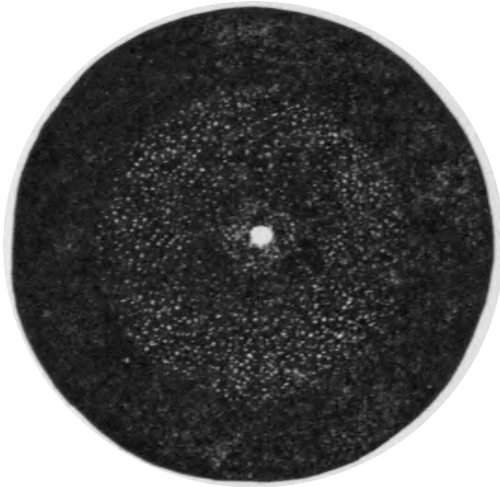Fig. 19.&mdash;Telescope Comet with a nucleus.