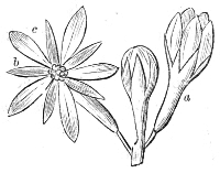 Fig.&nbsp;19.—Flowers of the Kentucky
Coffee-tree.