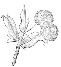 Fig.&nbsp;15.—Flowers and sprig of
Acacia armata.