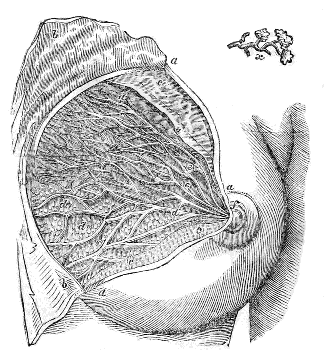 Structure
of the Breast