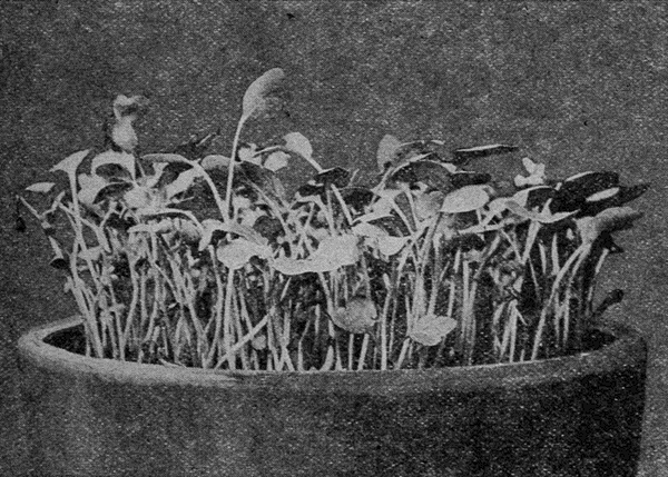 THE POT
OF RADISHES