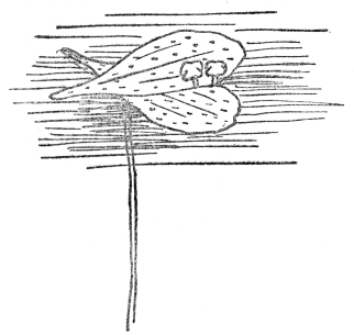 FIG. 12.&mdash;DUCKWEED

The smallest known flowering plant, with no leaves and tiny leaflike
stems floating on the surface. Flowers are borne from the margin of the
stem. (Eight times natural size).