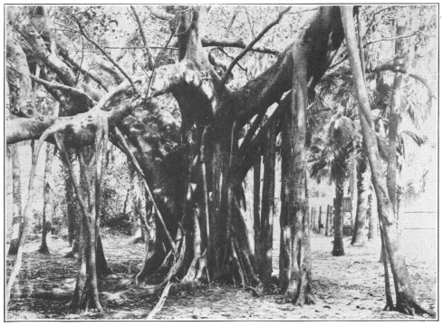 Banyan Tree (Ficus bengalensis). A fig tree of India,
whose adventitious roots make frequent connection between the tree top
and the ground. Starting as thin, whiplike streamers these roots
ultimately form new trunks. (Courtesy Brooklyn Botanic Garden.)