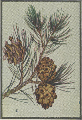 Pi&ntilde;on Pine