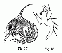 Fig. 17. Zo&euml;a of a Marsh Crab (Cyclograpsus ?), magnified. Fig. 18. Maxilla of the second pair in the same species, magnified.
